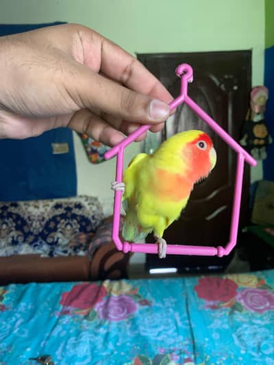 lovebird hamdtame