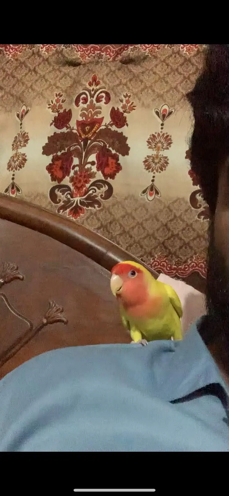 lovebird hamdtame — photo 2
