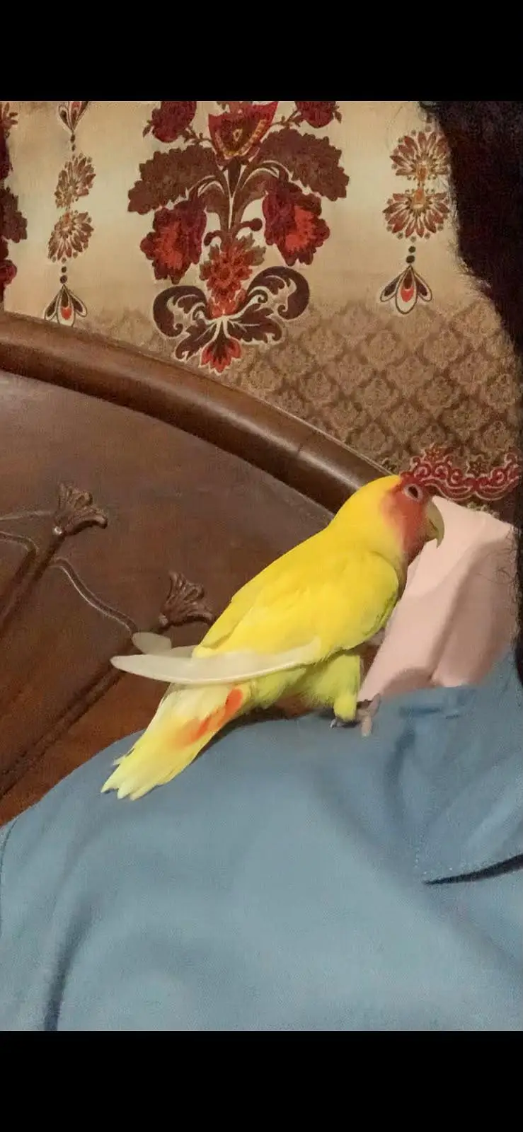 lovebird hamdtame — photo 3