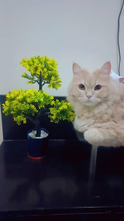 vaccinated, neutered fawn male persian cat for adoption