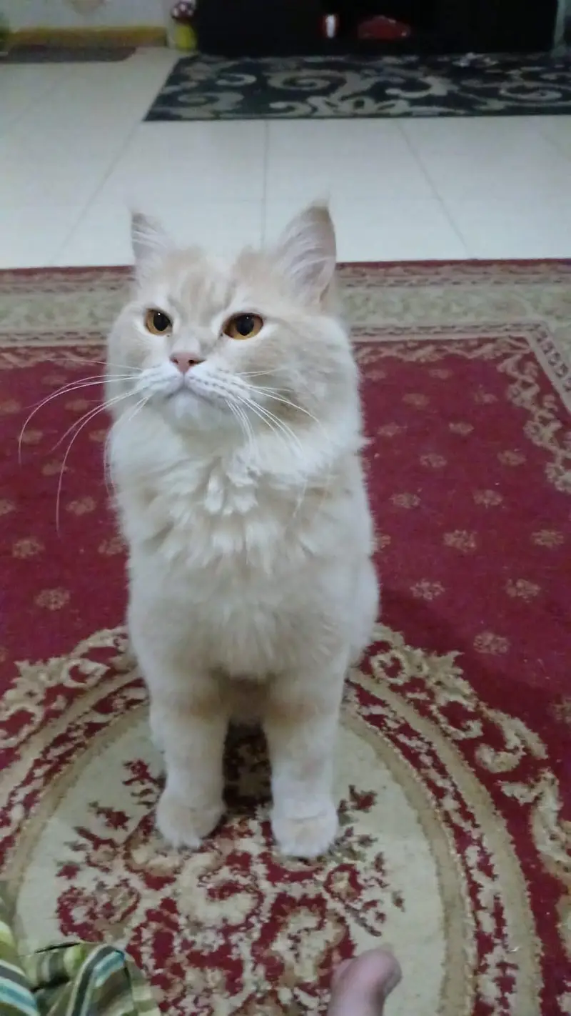 vaccinated, neutered fawn male persian cat for adoption — photo 2