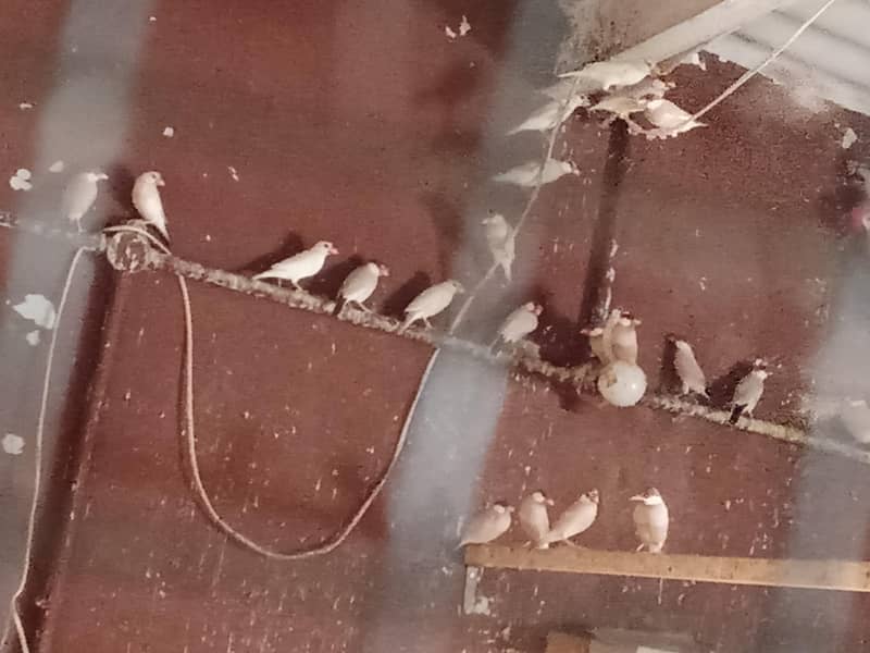 fown Opel albino java 0