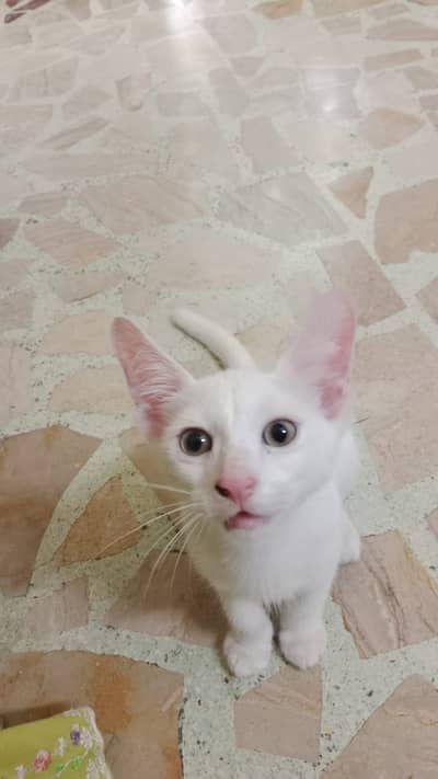Cats for adoption