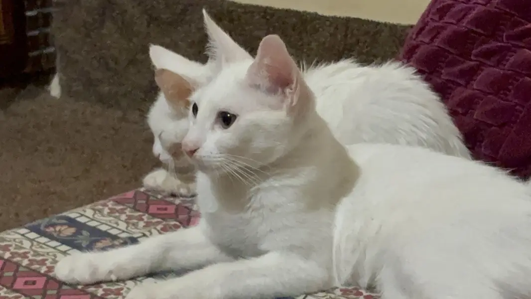 Cats for adoption — photo 2