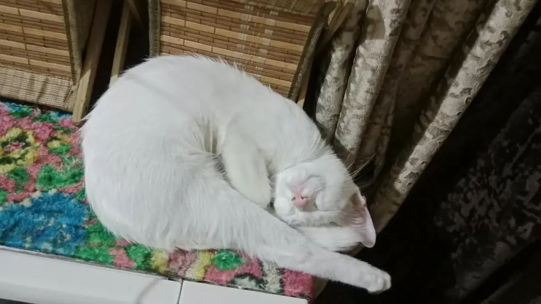 Cats for adoption — photo 3