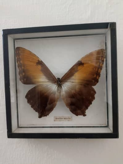Morpho hecuba Butterfly
