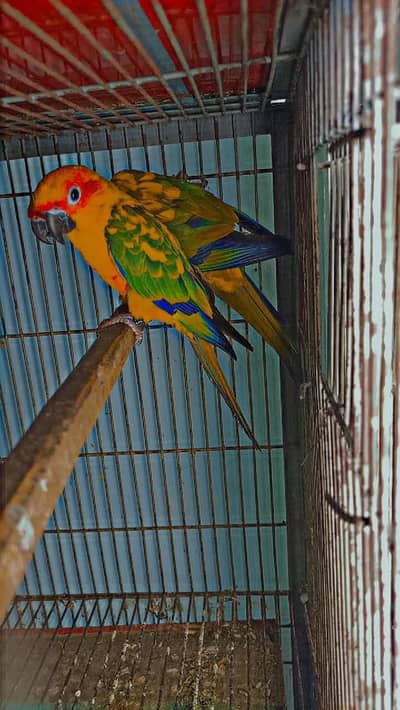 Sun conure