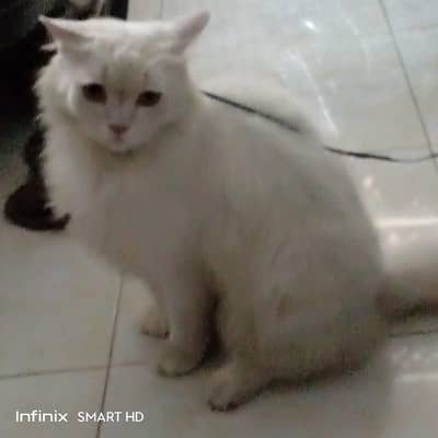 White Persian cat