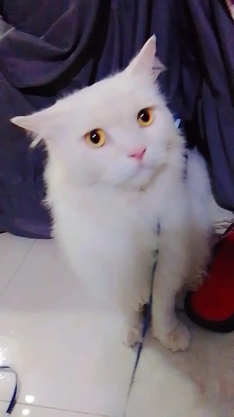 White Persian cat — photo 2
