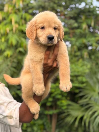 Golden Retriever Pupps | Golden Retriever Dog |Retriver Pupps For Sale