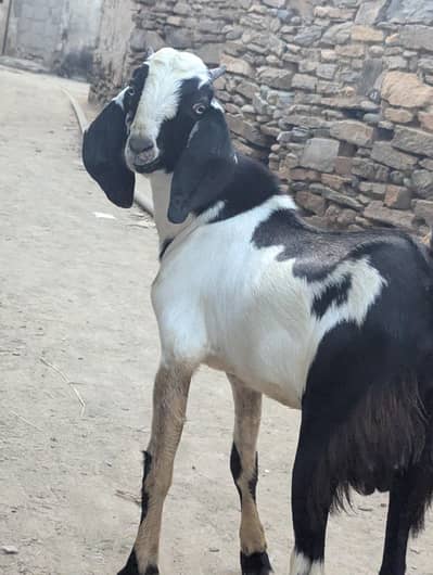 bakra for sale