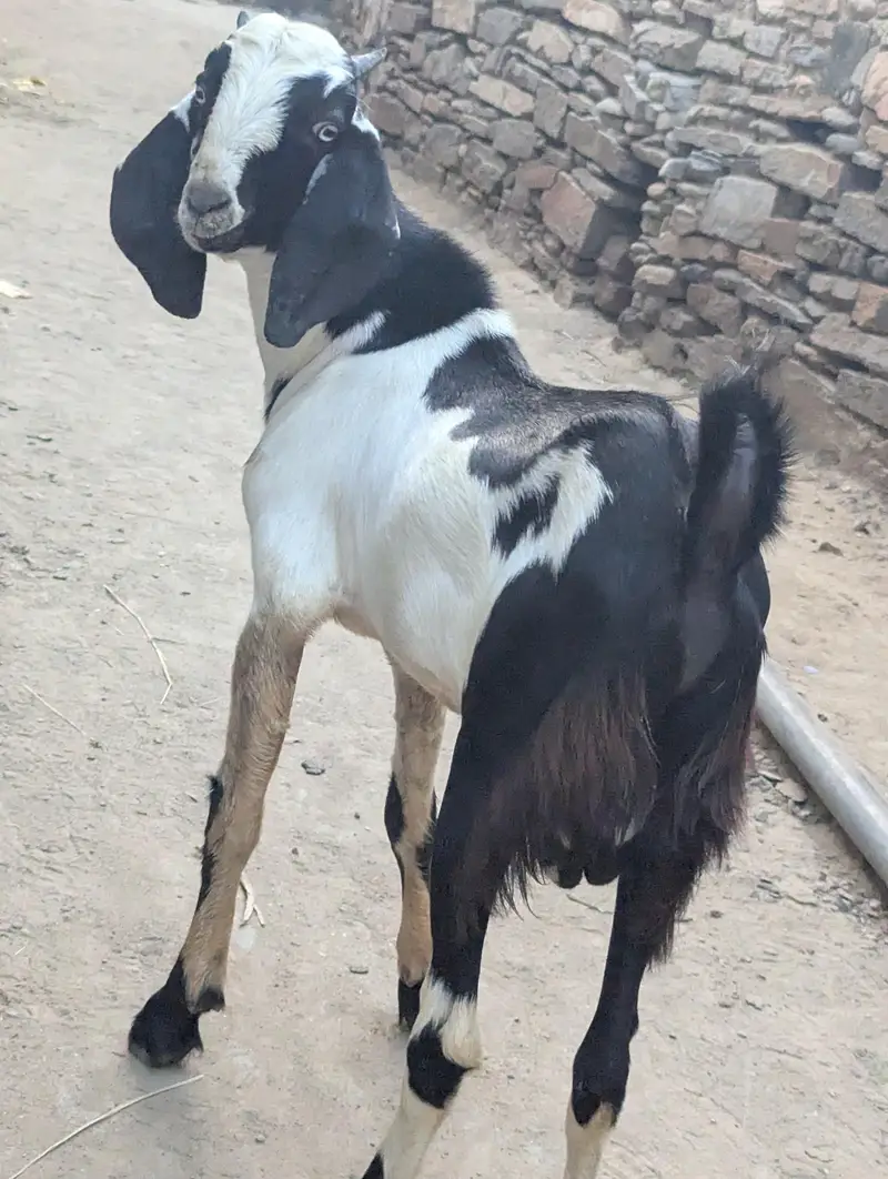 bakra for sale — photo 2