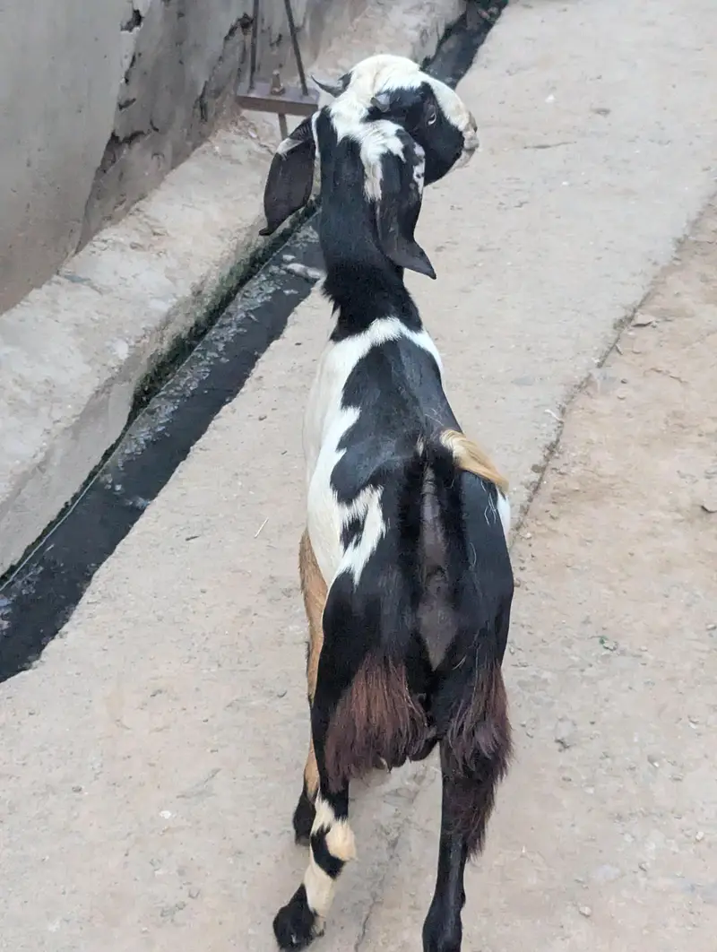 bakra for sale — photo 3