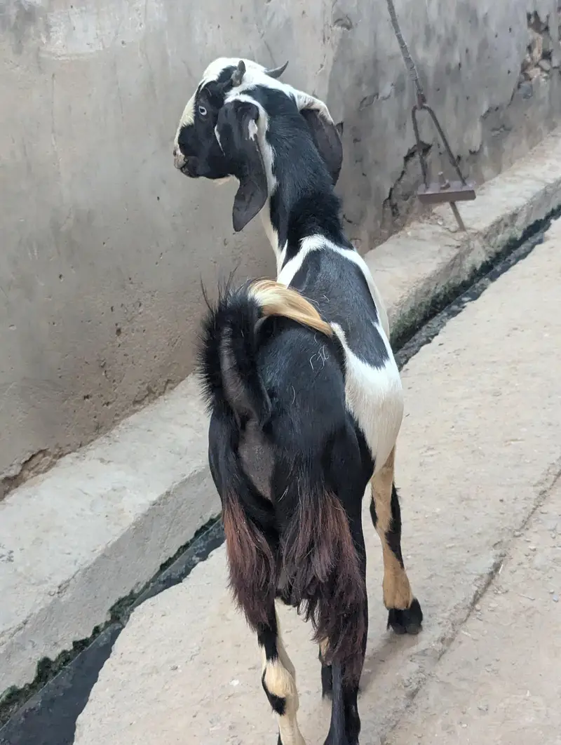 bakra for sale — photo 4