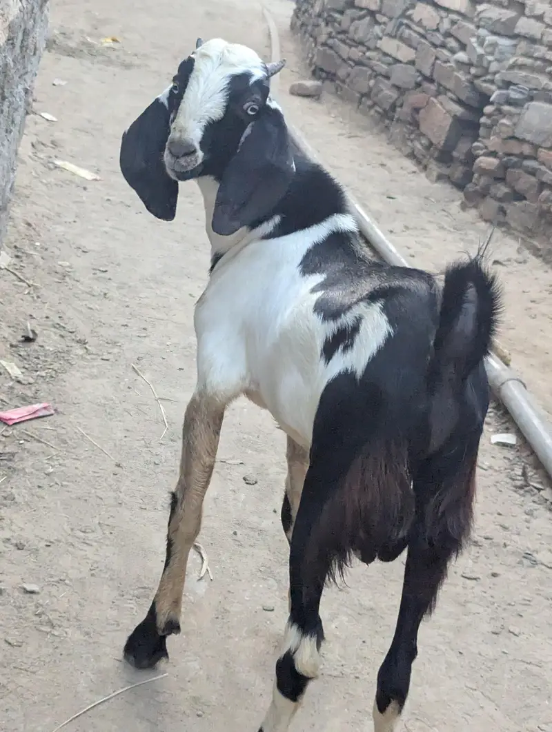 bakra for sale — photo 5