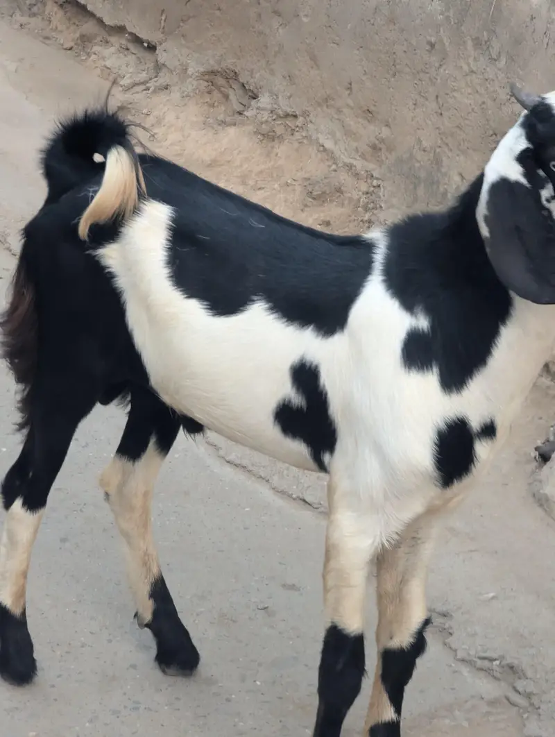 bakra for sale — photo 6