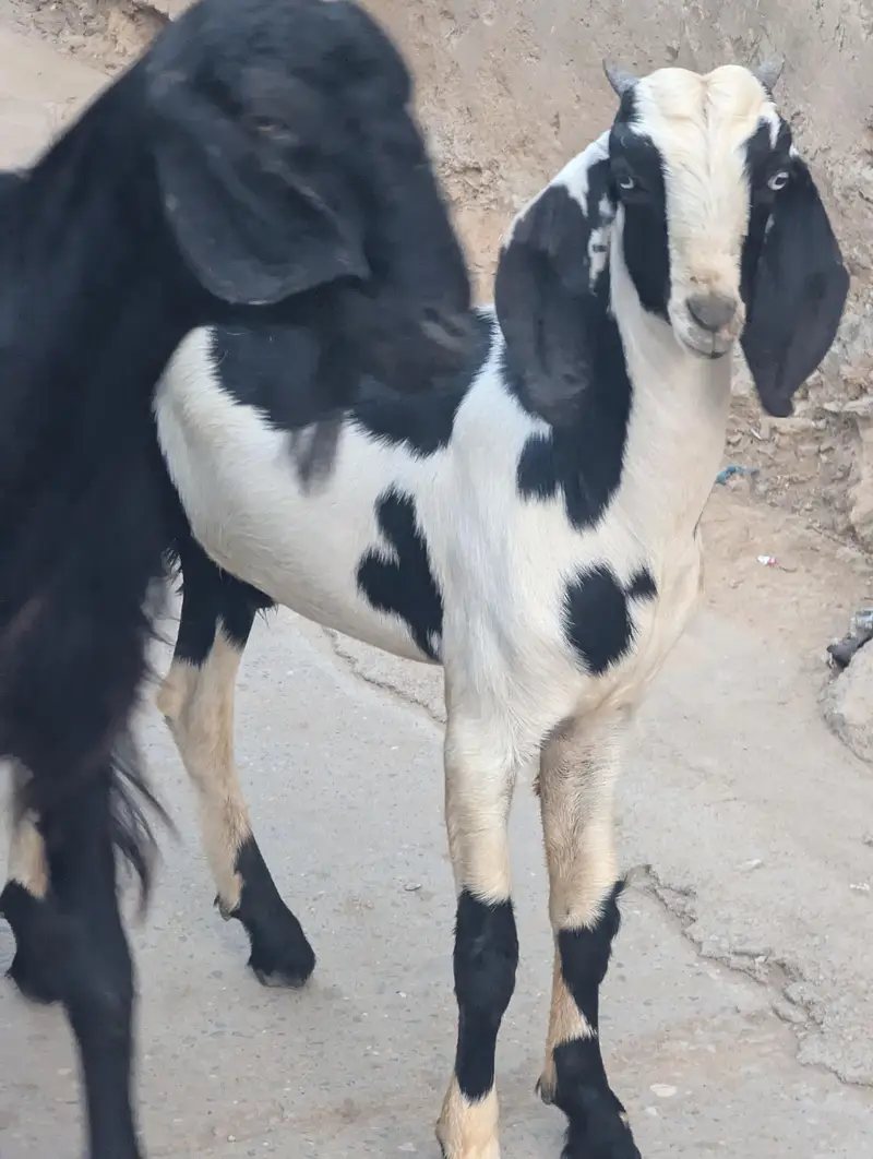 bakra for sale — photo 7