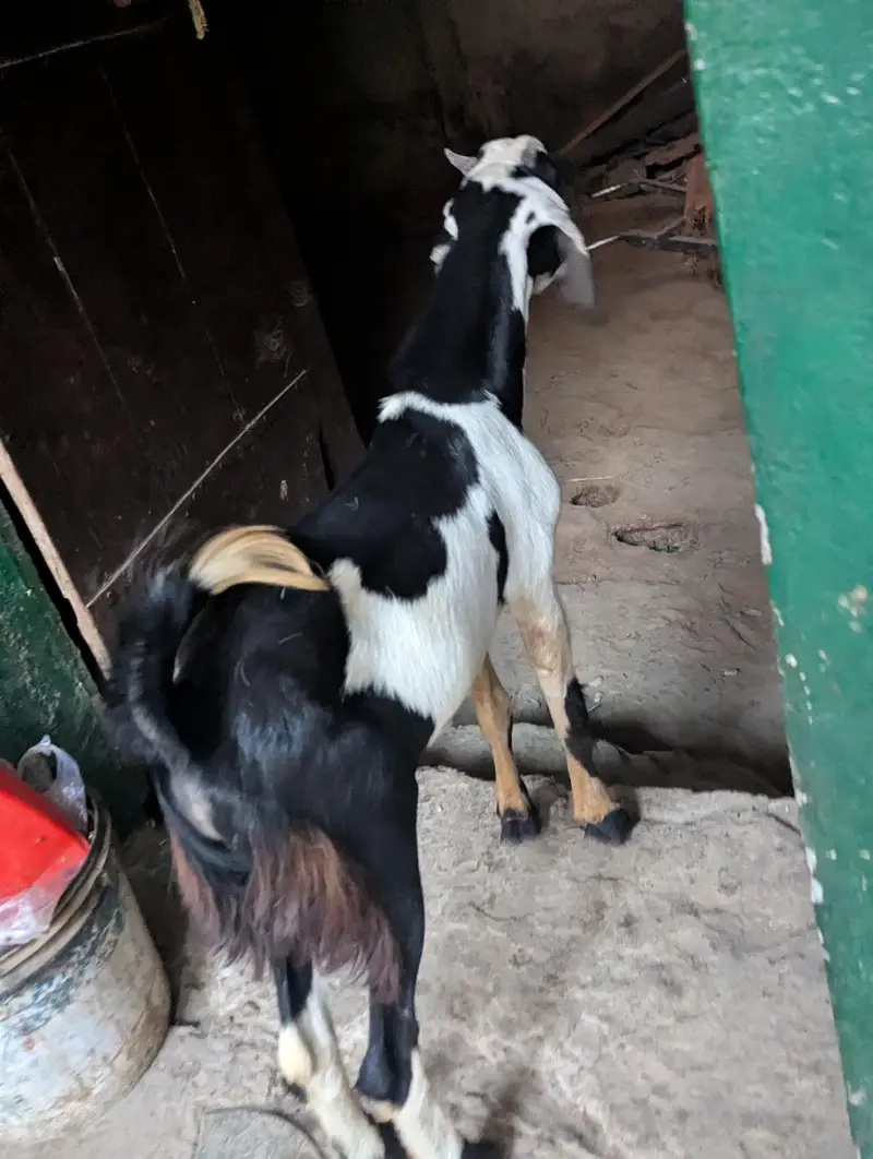 bakra for sale — photo 8