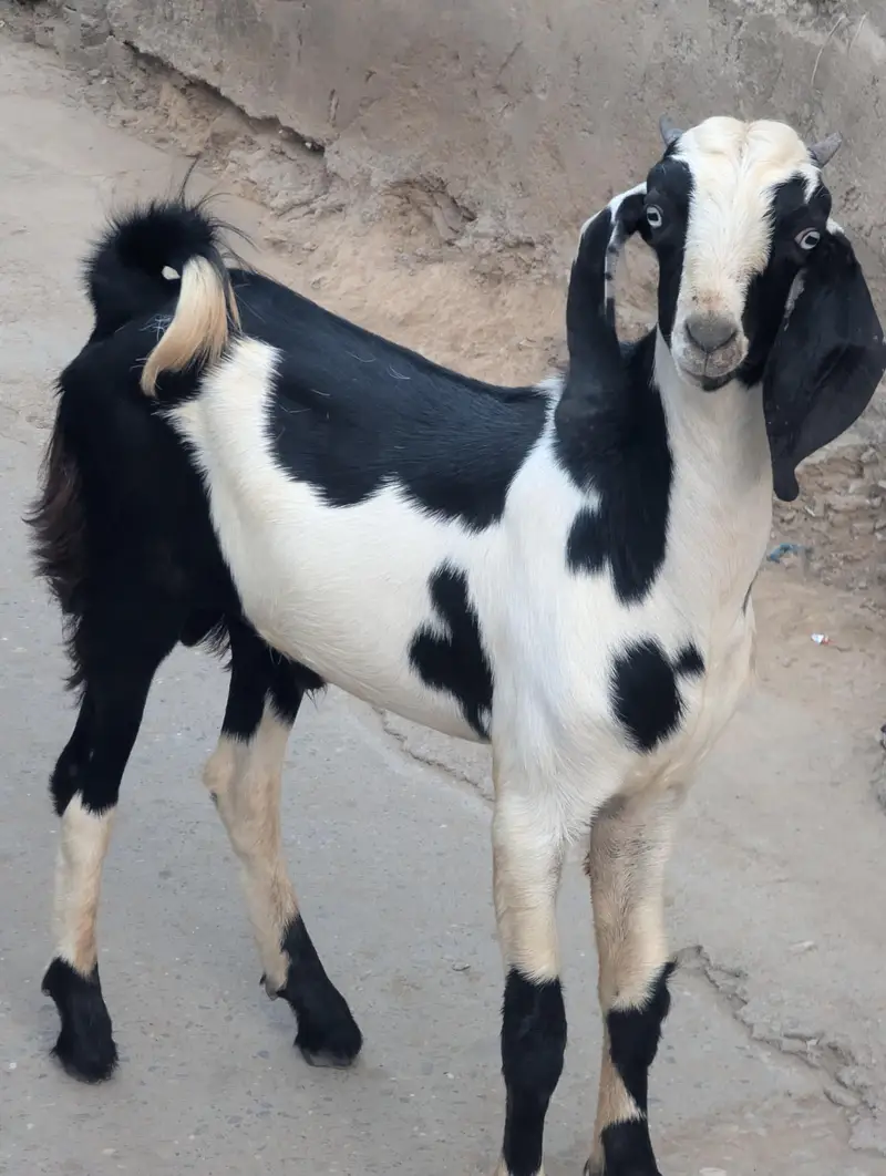bakra for sale — photo 9