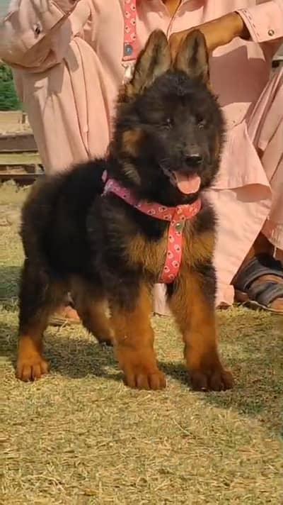 German Shepherd male puppy for sale