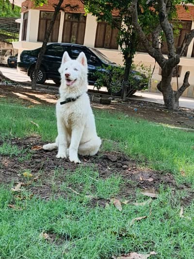 Siberian Husky Dog | Wolly Coat White Huksy | Odd eyes Husky For Sale
