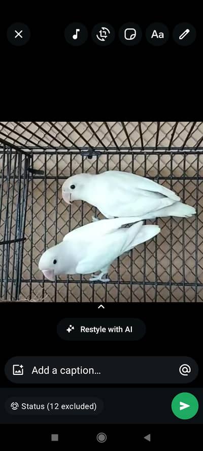 ap KO mere pass love bird ki har variety milagi , crimno, albino,,etc
