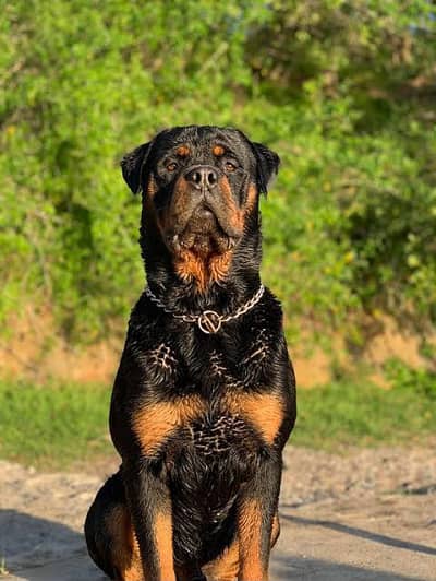 Rottweiler Dog | Rottweiler Puppy | Rottweiler Male Avaialble For Sale