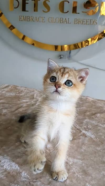 All Types of Cats / Kittens Available For Sale | Scottish | British