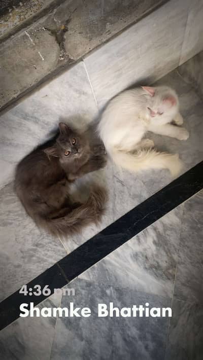Cats 6 month