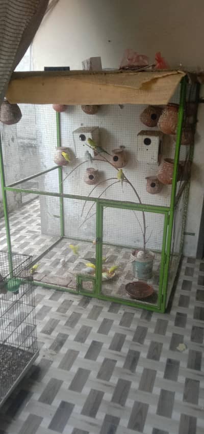 parrots with cage