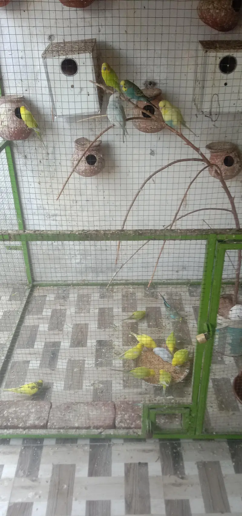 parrots with cage — photo 2