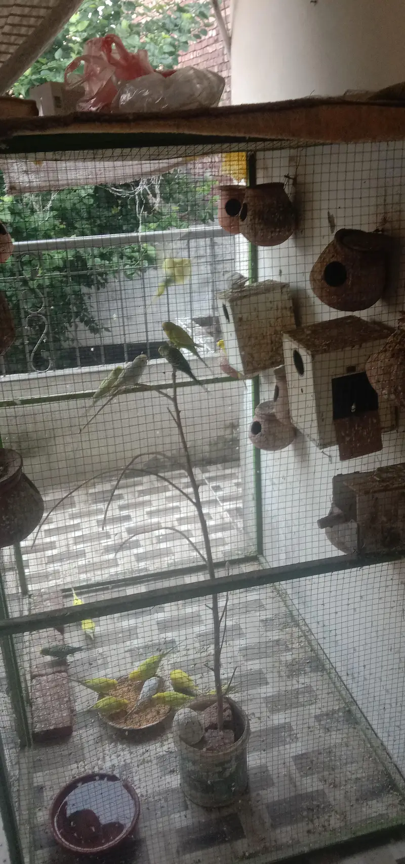 parrots with cage — photo 3