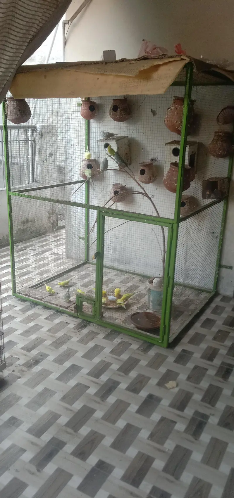 parrots with cage — photo 4