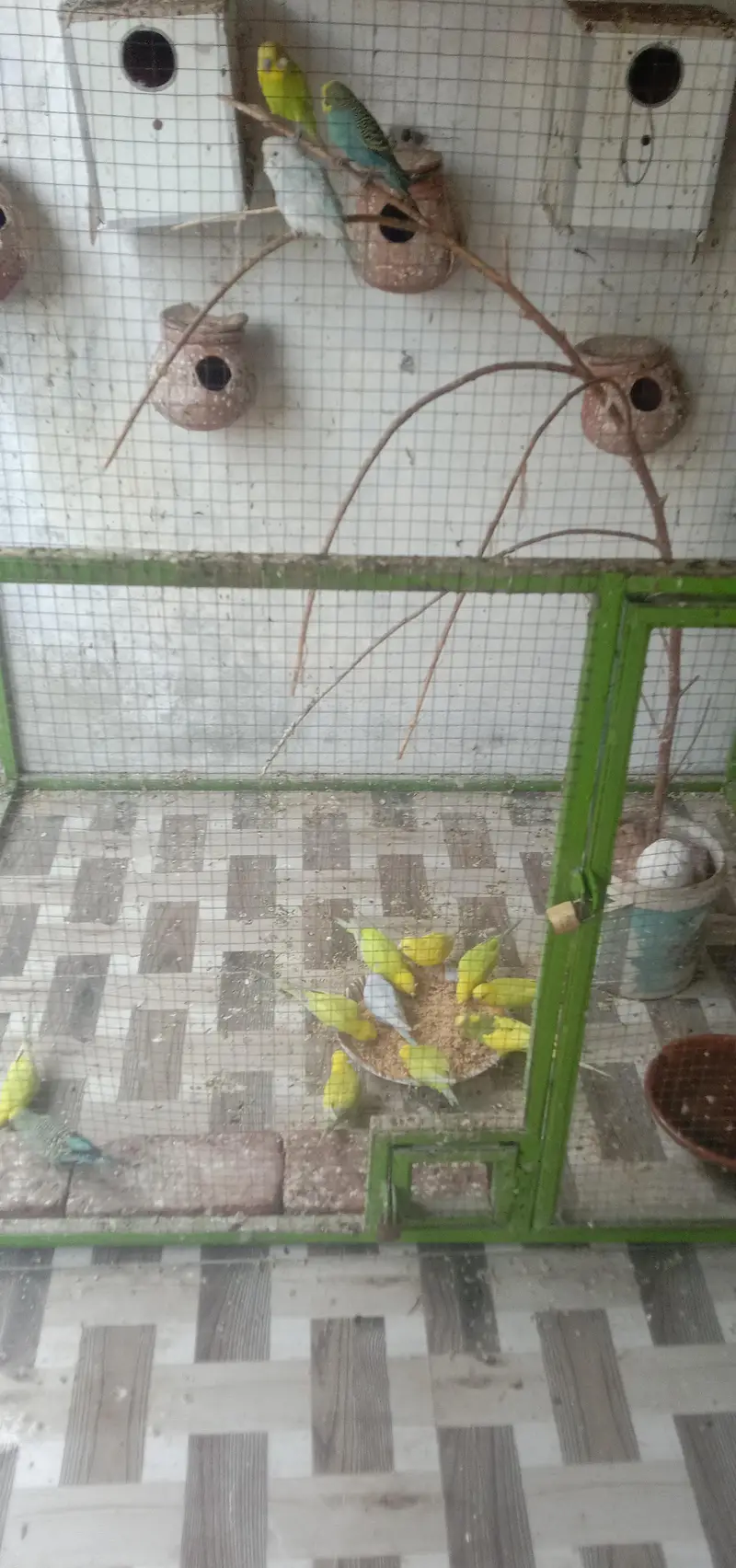 parrots with cage — photo 5