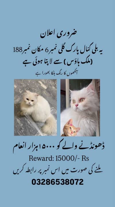 REWARD of Rs 15000 offered for this missing cat in CANAL PARK SARGODHA