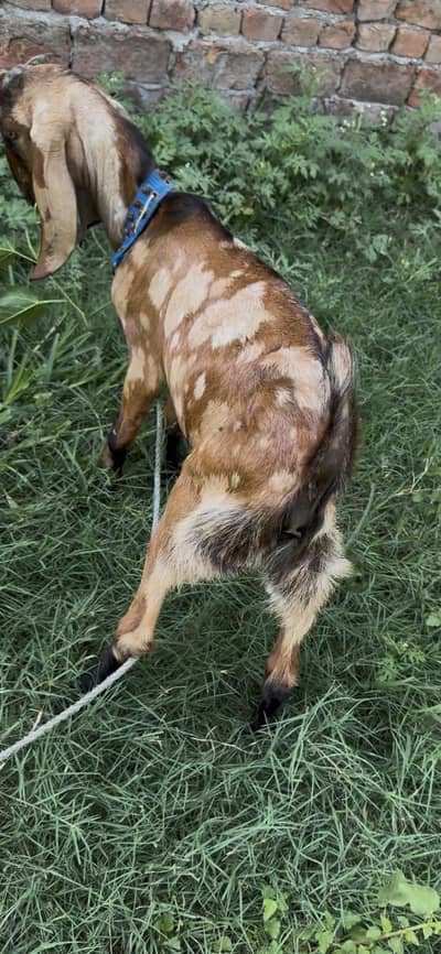 Dasi leella for sale