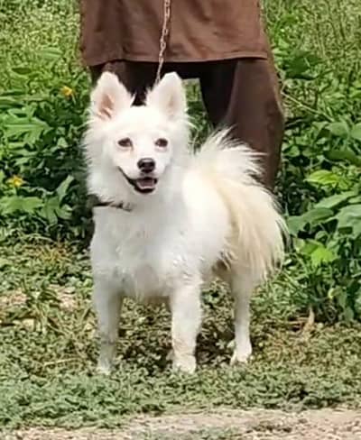 Russian male age 10 month for sale