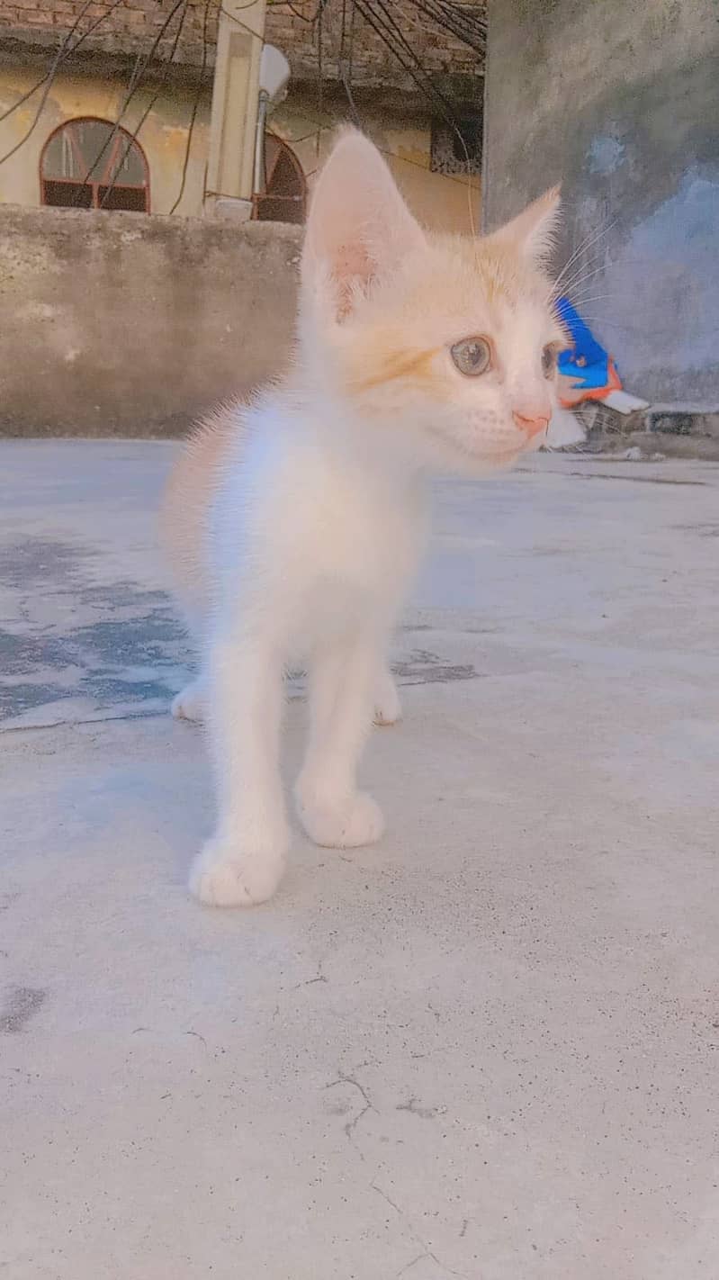 Persian kittens 2