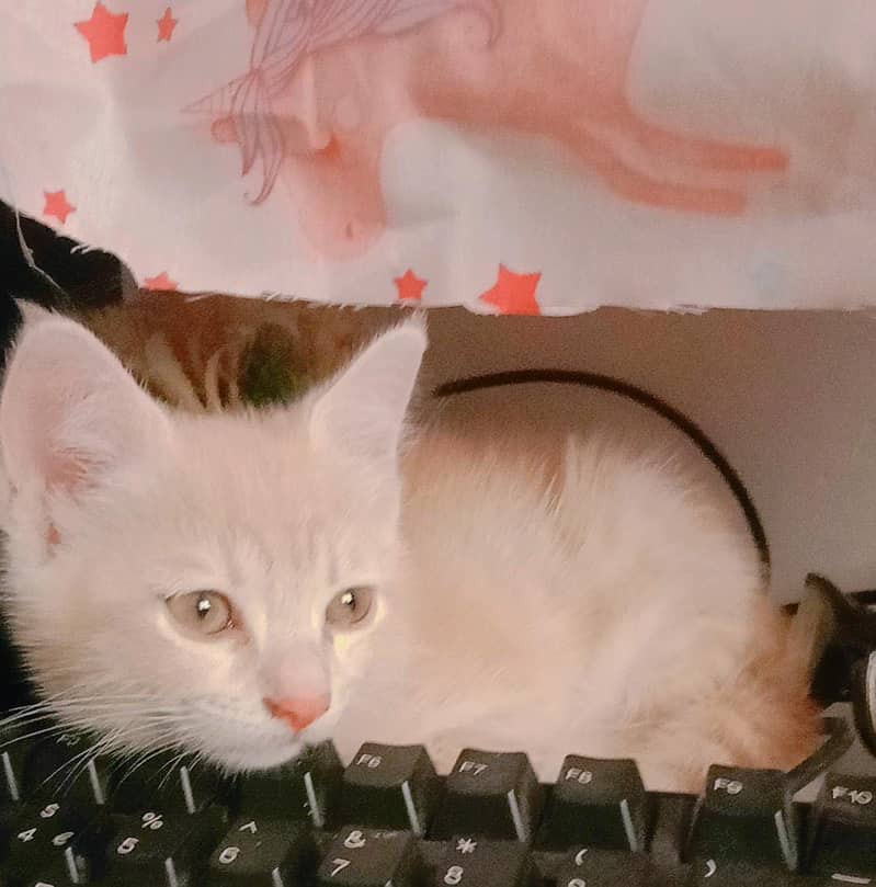 Persian kittens 1