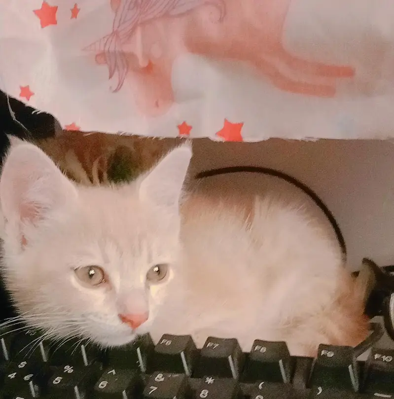 Persian kittens — photo 2