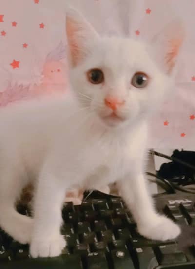 Persian kittens
