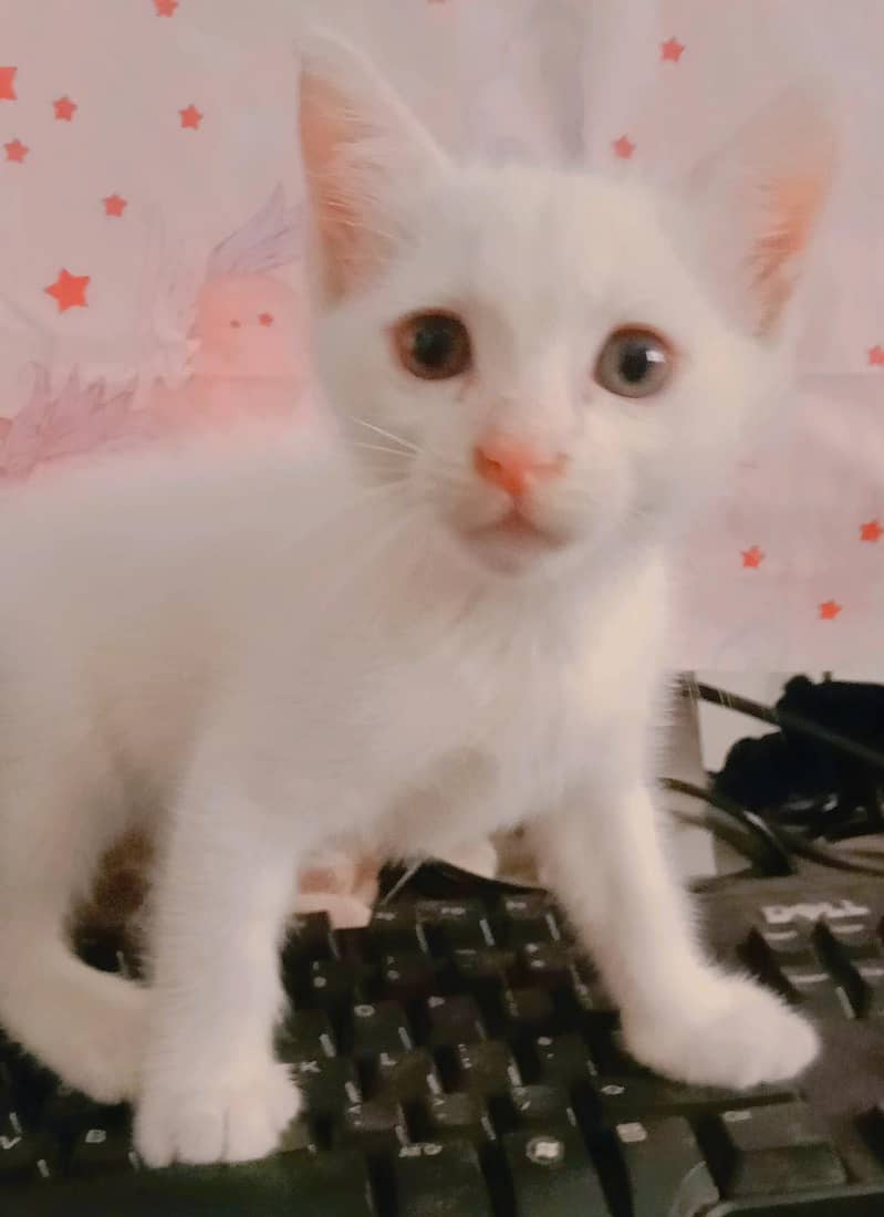 Persian kittens 0