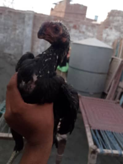 lndian parrot beak top quality male and female 03038548515