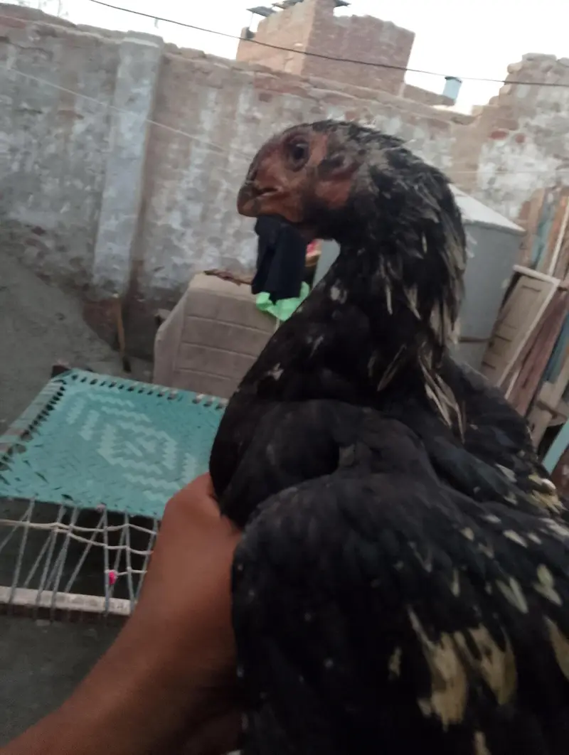 lndian parrot beak top quality male and female 03038548515 — photo 2