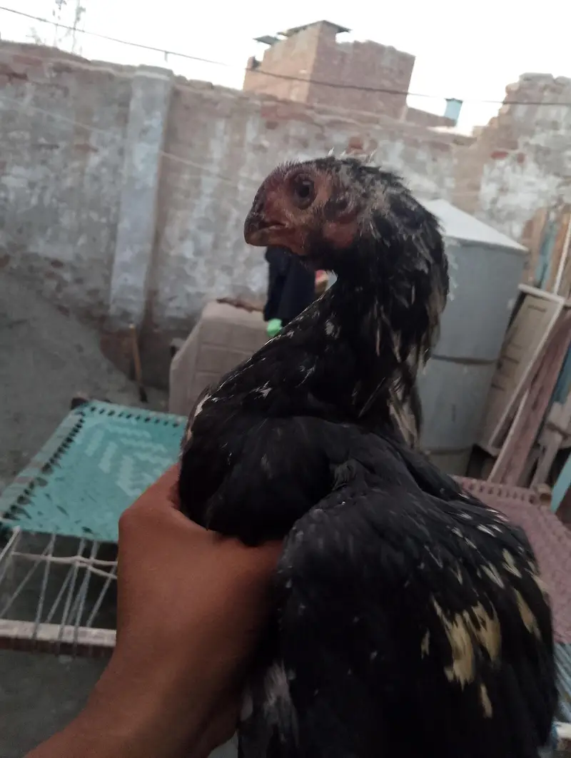 lndian parrot beak top quality male and female 03038548515 — photo 3