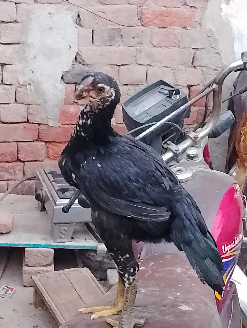 lndian parrot beak top quality male and female 03038548515 — photo 7