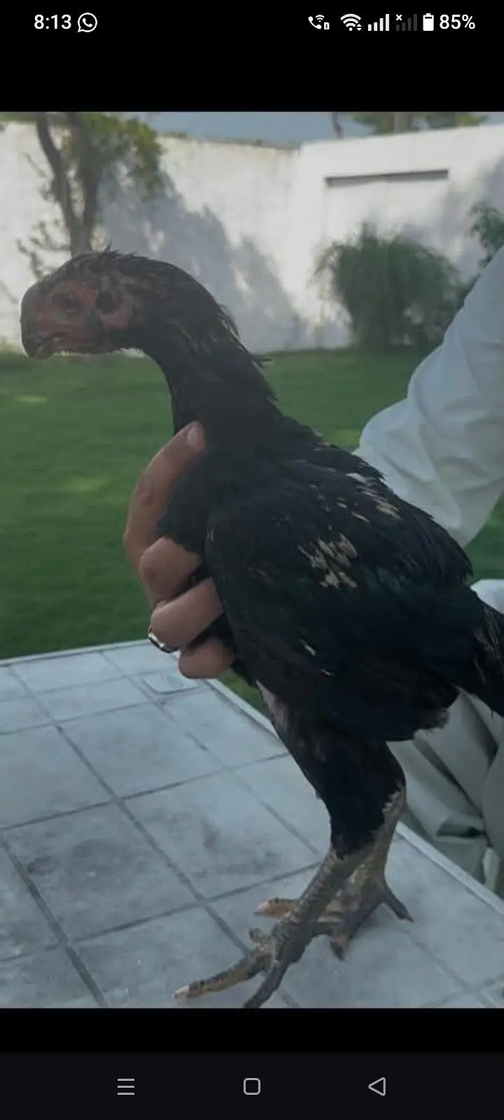 lndian parrot beak top quality male and female 03038548515 — photo 10