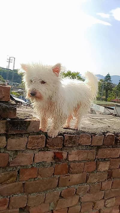 westie dog