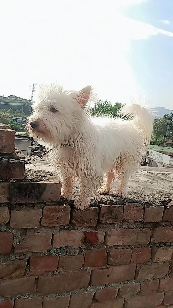 westie dog — photo 2