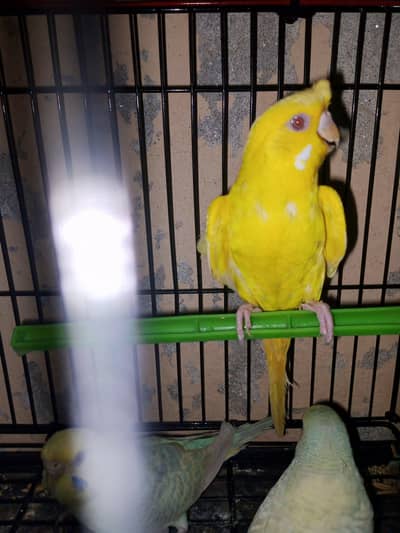 adult budgies for sale